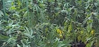 plantas marihuana Fuerteventura