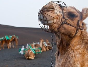 camellos Lanzarote